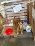 Cão
