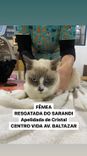 Gato