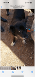 Cão