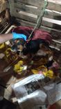 Cão