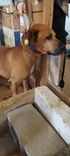 Cão