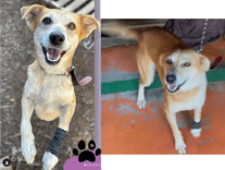 Cão