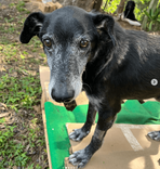 Cão