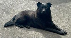 Cão