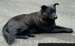 Cão