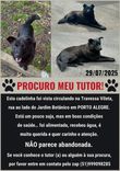 Cão