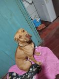 Lady