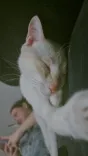 Coquinho