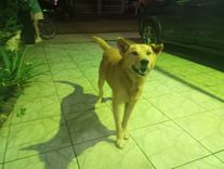 Cão