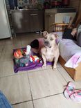 Nala