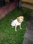 Cão