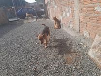 princesa