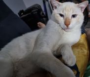 Coquinho