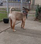Cão