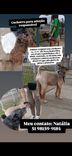 Cão