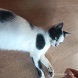 Gato