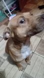 Rowena
