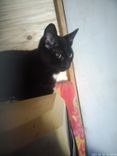 Preto