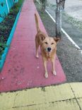 Cão