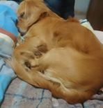 Scoob ou rei leao