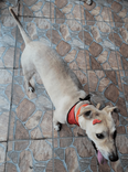 Branquinho