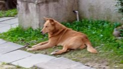 Cão