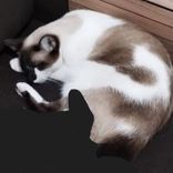 Bela