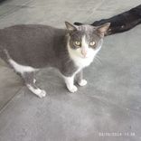Gato