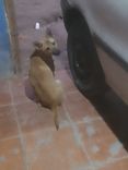 Fininha