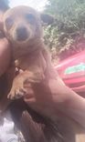 Bolinha