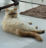 Théo