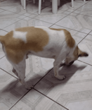 Chico