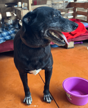 Cão