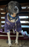 Cão