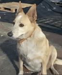 Cão