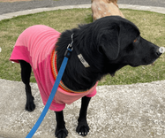 Cão