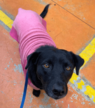 Cão