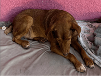 Cão