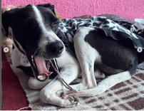 Cão