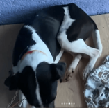 Cão