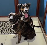 Cão