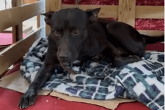 Cão