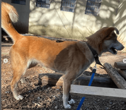 Cão