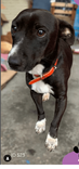 Cão