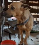 Cão