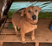 Cão