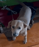 Cão