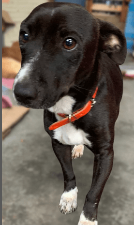 Cão