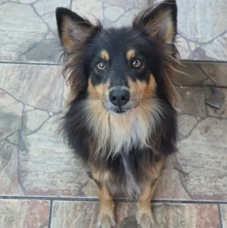 Boris