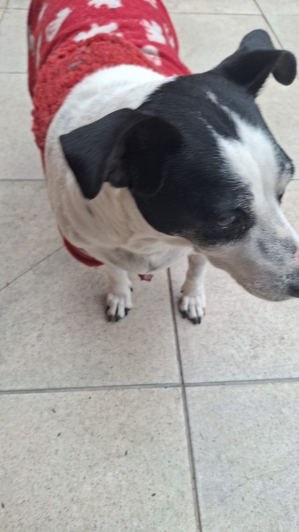 Cão